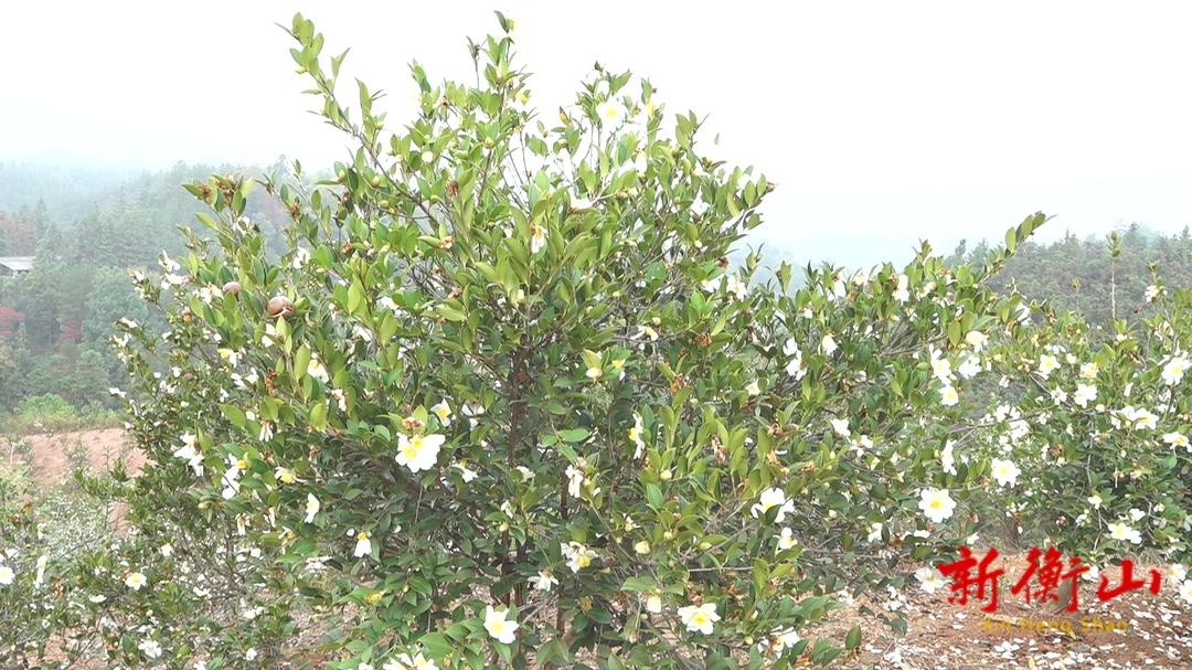 8778794b09db78a226513600a82f9b27315624cd1669865437581