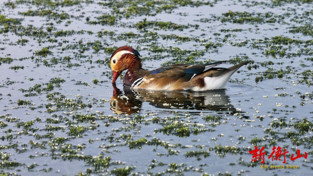 518066c6-fb90-4a85-9ada-98acdce1db72