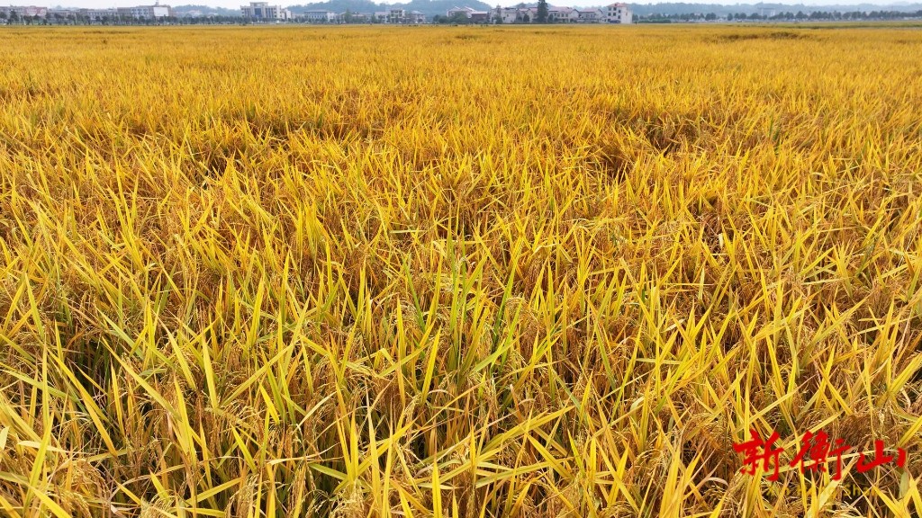 a8cddc9b6d4f910f407eb1e58a51a7e0340f2a581761811469265