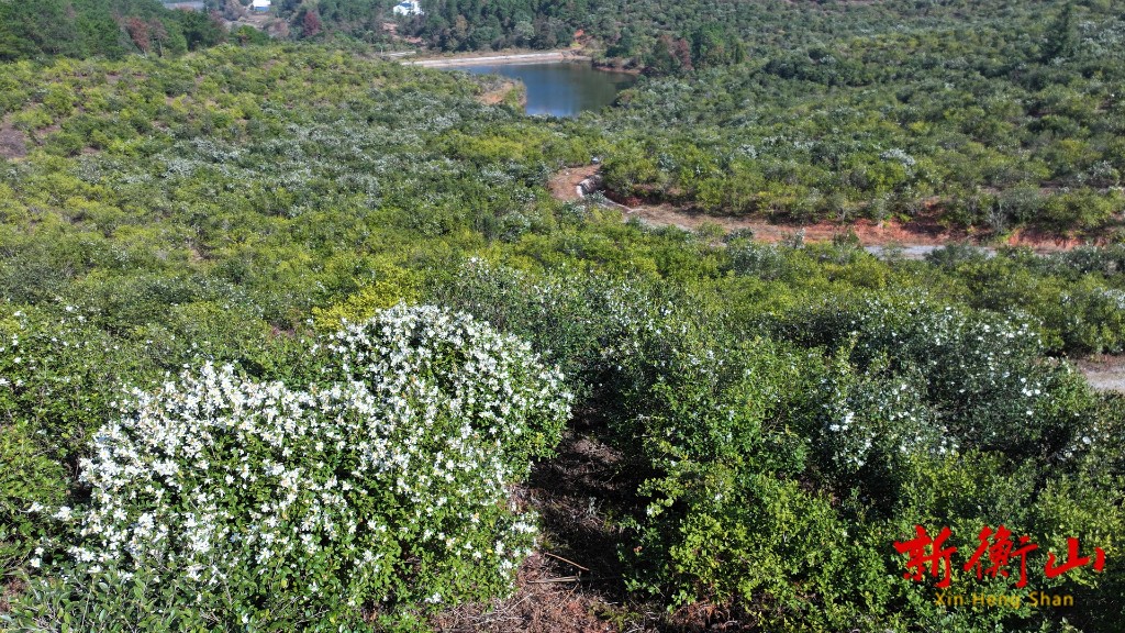 c52e6385-1c05-416e-9ef8-43148a8689e6