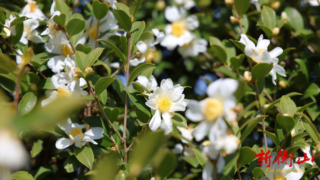 4c979dd6-0442-4e8c-807d-dc4e37c69f3a