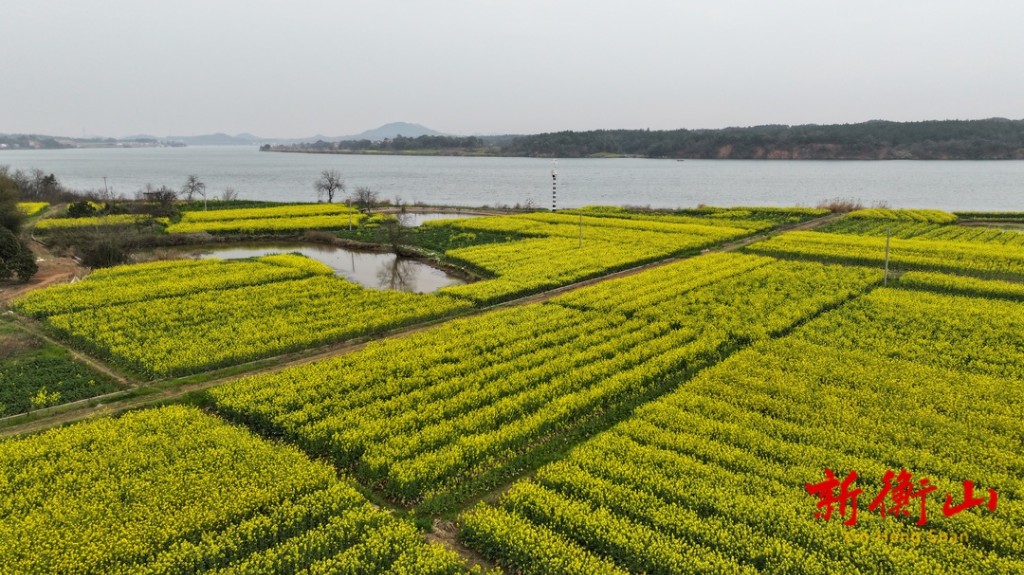永和乡:宝米洲油菜花开美如画-衡山县人民政府门户网站