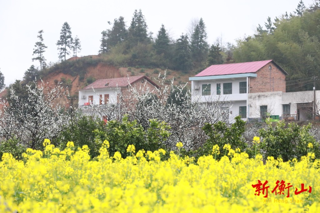 67开云镇:油菜花李花争春 醉人春色如画卷-衡山县人民政府门户网站