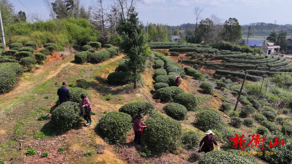 衡山:明前茶采摘 助农户增收-衡山县人民政府门户网站
