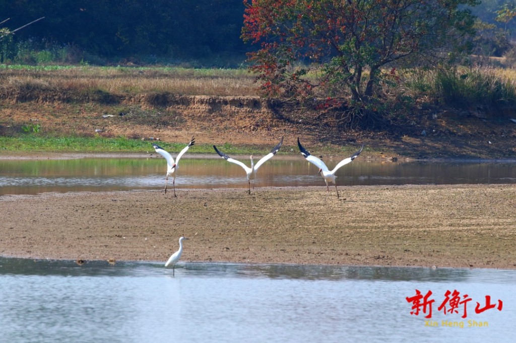衡山萱洲国家湿地公园:爱鸟护鸟,共筑绿色之梦-衡山县人民政府门户